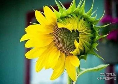 微笑向陽，安知若素，美麗的向日葵