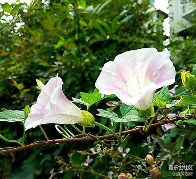 吹吹打打的喇叭花