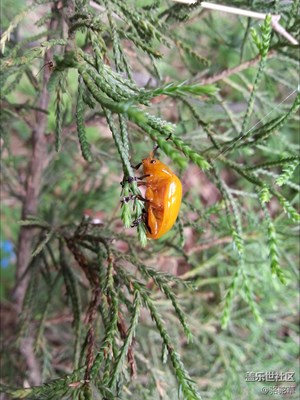 【可愛的它】+贛州+漂亮的甲殼蟲