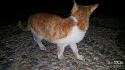 【可愛的它】＋徐州＋小可愛貓咪