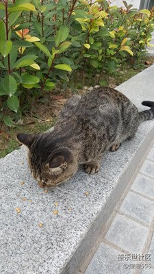 【可愛的它】+徐州+貪吃貓咪