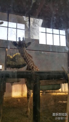 【可愛的它】+淮安+呆萌呆萌長頸鹿