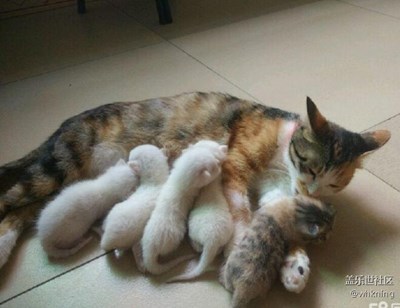 【可愛的它】+北京+喝奶的小貓咪