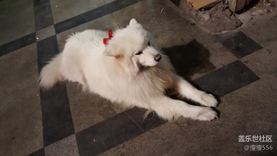 【可愛的它】+西安+優(yōu)雅的汪星人