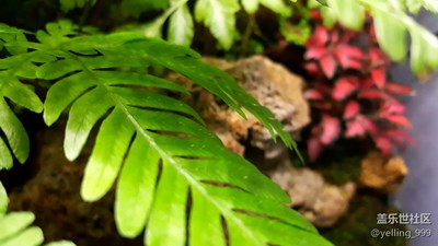 叢林中的姜太公與小蝦