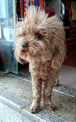 【可愛的它】+成都+獅子？