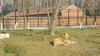 【可愛的它】＋淮安＋獅子王