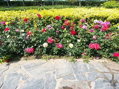 孩子、大鵝還有花