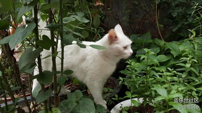 【可愛的它】＋北京＋喵嗚