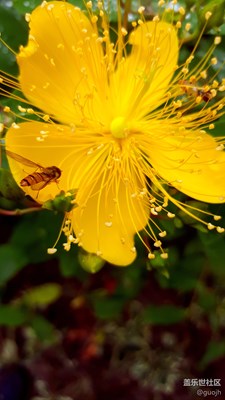 【這是什么花】