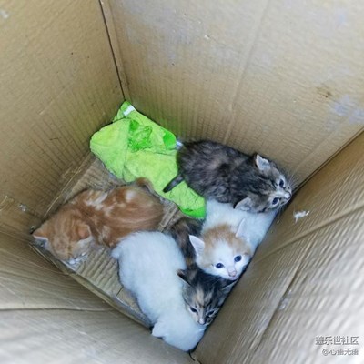 【可愛(ài)的它】，北京，喵喵長(zhǎng)大了