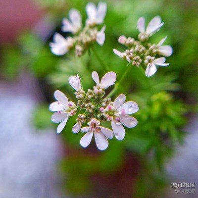 手機(jī)隨拍：香菜花開(kāi)