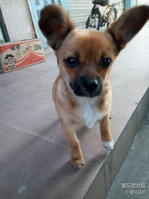 【可愛的它】+綿陽+百家狗