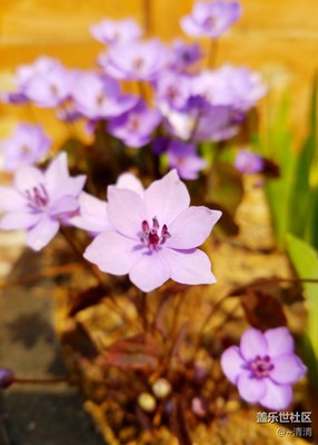 迷人的色彩，就是微觀的風(fēng)景