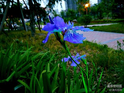 夜色鳶尾花
