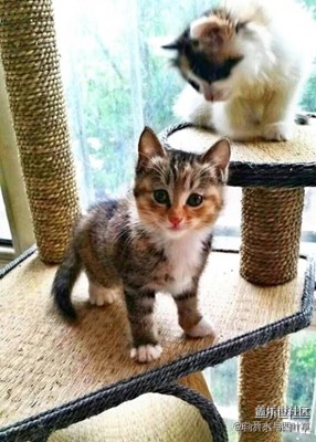 【開獎啦】 攝影周賽活動第六期——可愛的它