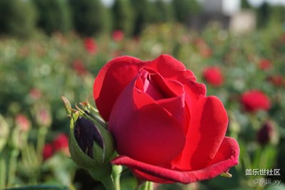 玫瑰花開香滿園