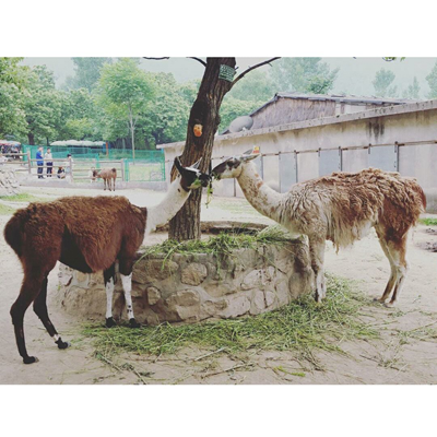 動(dòng)物園的羊駝