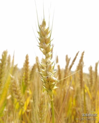 早安，陽(yáng)光麥田~拍自S7E