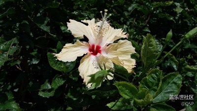 大7風(fēng)景照 萬草叢中你最艷