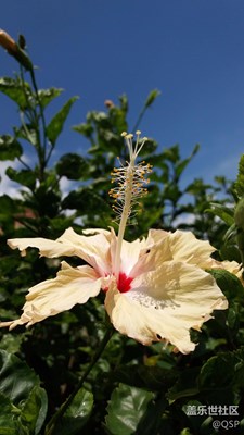 驕陽下的優(yōu)美身姿