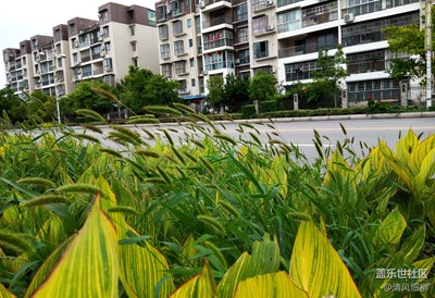 舞動(dòng)的風(fēng)