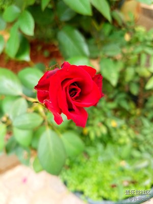 小區(qū)的玫瑰和月季