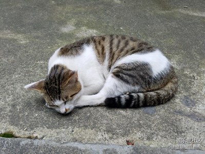 天氣悶熱不想動(dòng)，我還是打個(gè)盹吧……