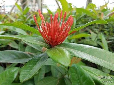 強(qiáng)大的攝影功能！隨手拍都這么美。