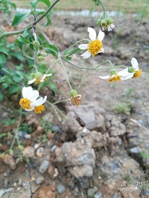 專業(yè)模式不會(huì)