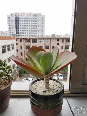 同事小花