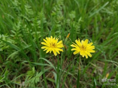 兩朵小花