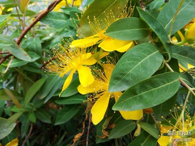 巧奪天工的金盞花