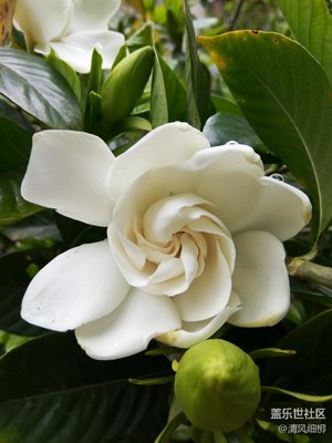 甜香宜人的梔子花