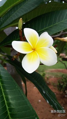 知道這是什么花？