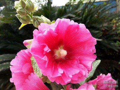 蜀葵之艷花中魁