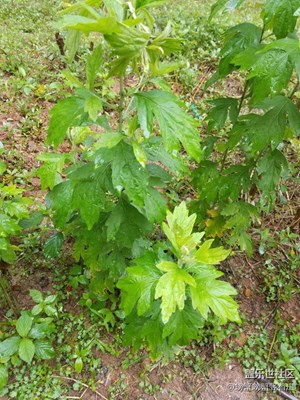 細(xì)雨蒙蒙隨手拍