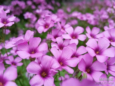 手機(jī)掉進(jìn)花叢的那一刻