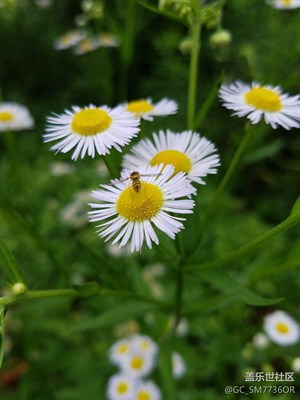 花花草草