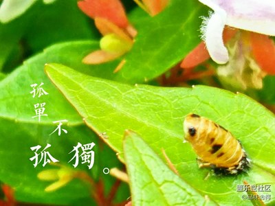孤單不孤獨(dú)