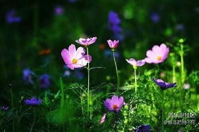 家鄉(xiāng)的一花一景（轉(zhuǎn)）