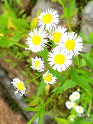 路邊的野花，你……