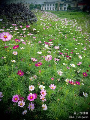 初夏、花叢