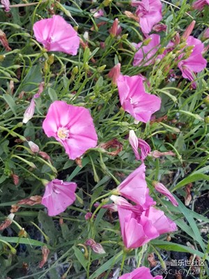 野花
