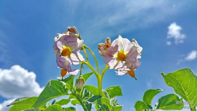 馬鈴薯花開(kāi)爭(zhēng)艷