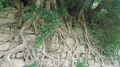 古城墻上的榕樹