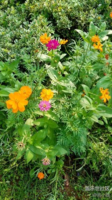 S7E路遇嬌艷的小野花??