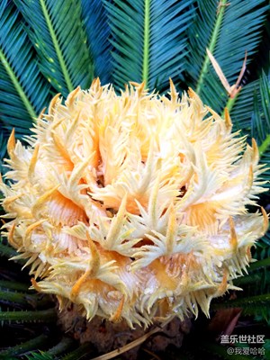 鐵樹(shù)開(kāi)花分雌雄