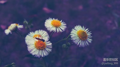 用上濾鏡，菜鳥也能拍出美圖來