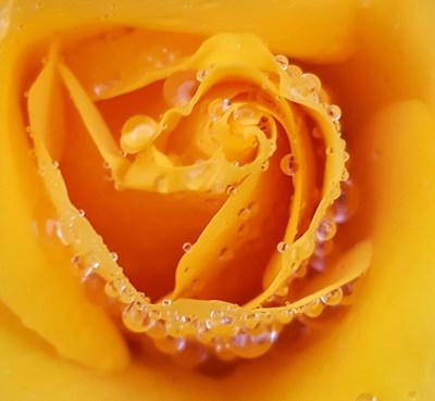 花語(yǔ)